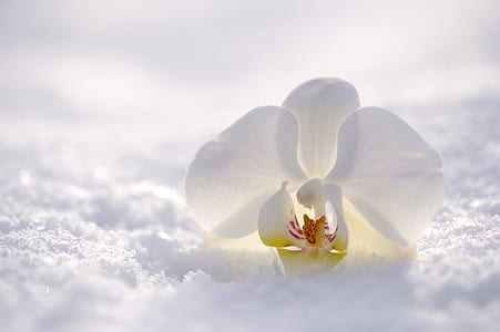 white moth orchid flower in snow thumbnail