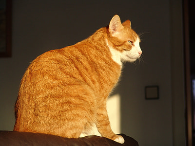 Cat, Animals thumbnail