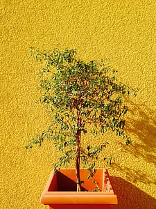 green leafed plant in brown pot thumbnail