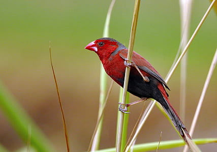 shallow focus photography of red and black bird thumbnail