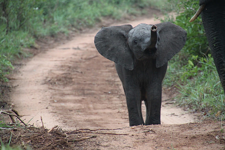 closeup photo of a baby elephant thumbnail