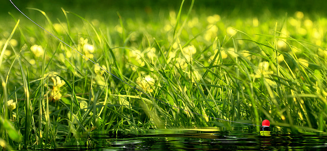 green grass field thumbnail