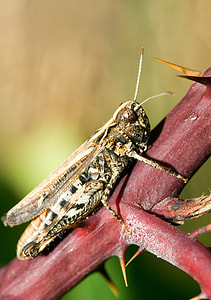 Brown Grasshopper, Chorthippus Brunneus thumbnail