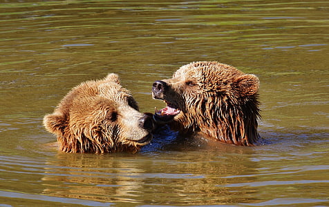 two grizzly bears on body of water thumbnail