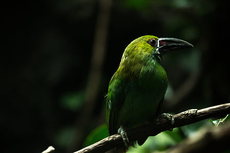 green bird on tree branch thumbnail