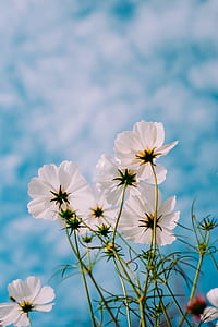white petaled flowers thumbnail