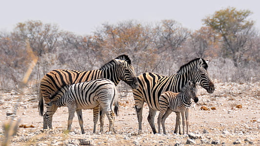 fours zebras near bare trees during daytime thumbnail