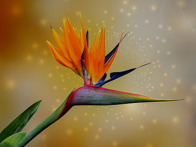 orange and green bird-of-paradise flower in close-up photography thumbnail