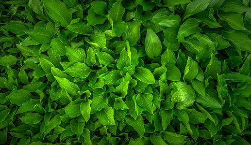 green leaf plant in closeup photography thumbnail