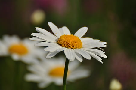 selective focus photography of daisy flower in bloom thumbnail