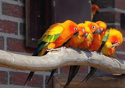 five orange-and-green birds thumbnail
