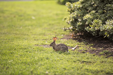 brown rabbit on green grass field thumbnail