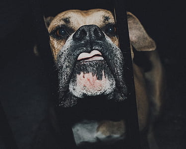 brown thin-coat dog peaking on metal grill thumbnail
