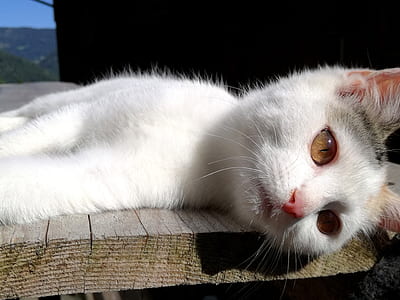 short-haired white cat thumbnail