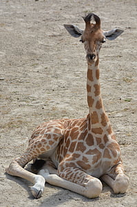 photo of brown and beige giraffe thumbnail
