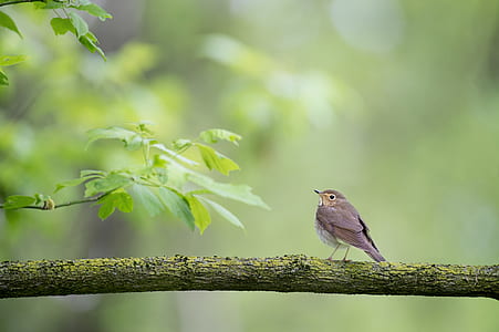 shallow focus photography of a bird on branch thumbnail