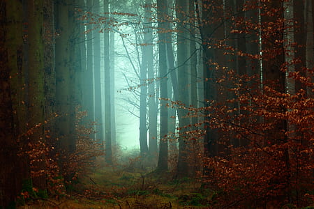 red leafed trees surrounded by fog thumbnail