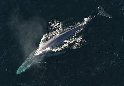 Blue Whale(Balaenoptera musculus) thumbnail