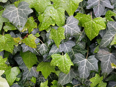 closeup photo of green leaf plant thumbnail