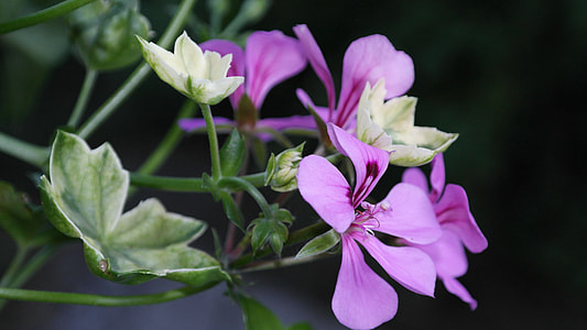 closeup photo of purple petal flower thumbnail