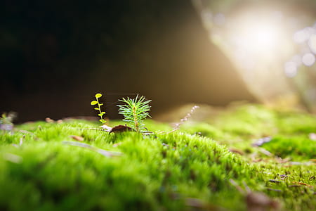 macro photography of green grass thumbnail