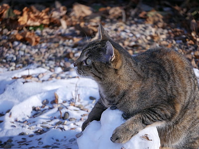 close-up photo of gray cat thumbnail