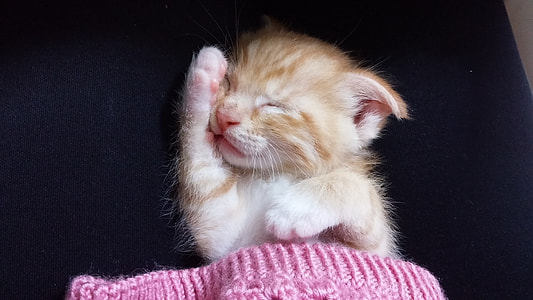 photo of yellow kitten closing it's eyes on on black textile thumbnail