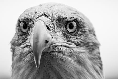 shallow focus photography of eagle thumbnail