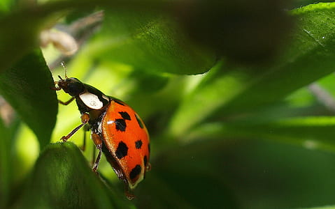 closeup photography of red ladybird thumbnail
