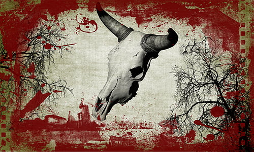 white horned animal skull digital wallpaper thumbnail