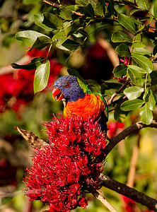 red and green bird perching on plant twig thumbnail