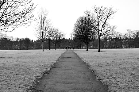 grayscale photography of pathway between inline bare trees thumbnail