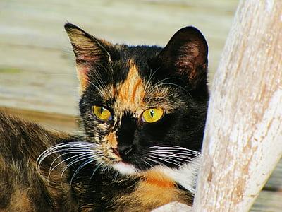 short-furred black, orange, and white cat thumbnail