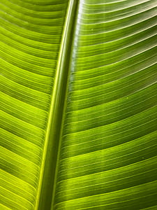 green banana leaf thumbnail