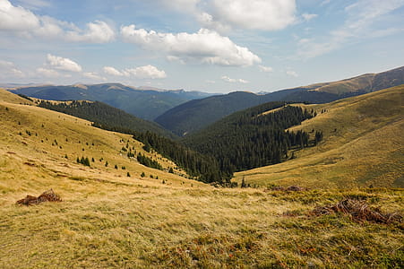Green Pine Trees Under Blue Sky thumbnail