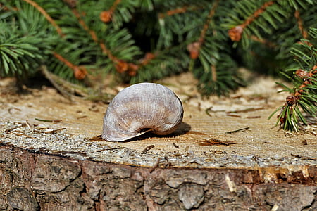 gray snail on brown wood near grass thumbnail