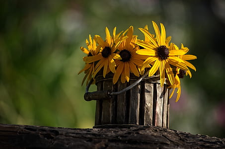 selective focus of yellow flowers thumbnail