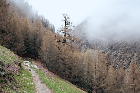 pathway beside trees thumbnail