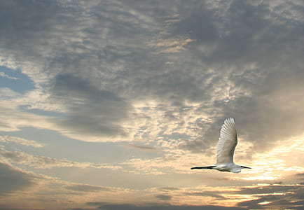 white bird thumbnail