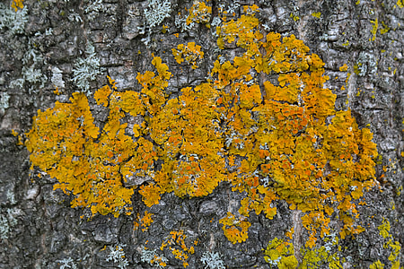 Lichen, Ordinary Gelbflechte thumbnail