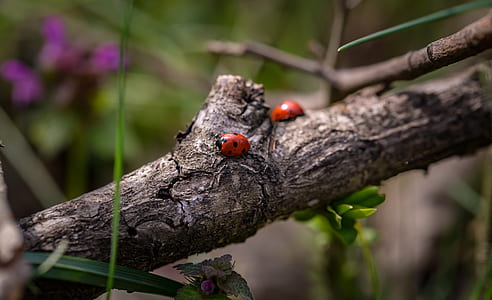 wood, summer, garden, animal thumbnail