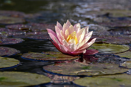 pink lily on body of water during daytime thumbnail
