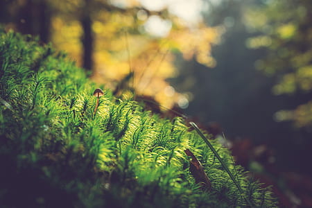 green grass thumbnail