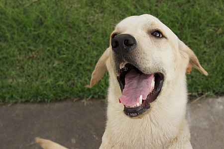 short-coated tan dog thumbnail