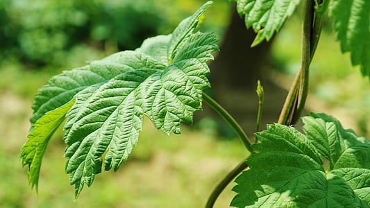 selective focus photography of green leafed plant thumbnail