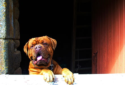 French mastiff learning on white surface thumbnail