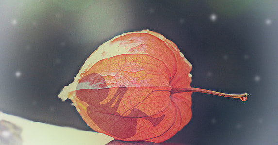 brown leaf with silhouette of fetus thumbnail