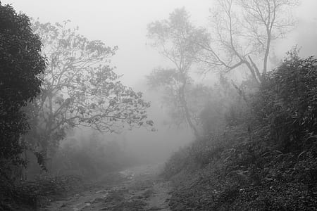 foggy forest during daytime thumbnail