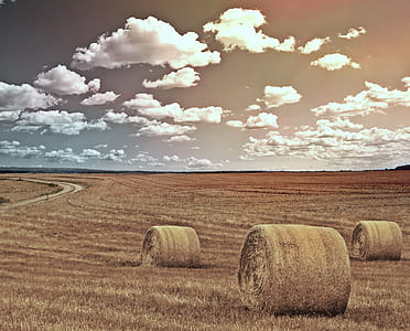 photography of brown field thumbnail