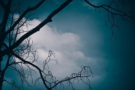silhouette photo of tree and white clouds thumbnail